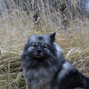 Фотография #747726, автор: Вера Солондаева Фотография #747726, фотосъемка животных, автор: Вера Солондаева