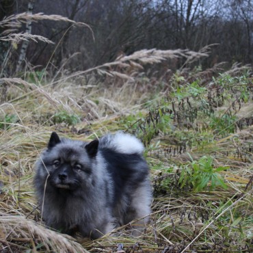 Фотография #747729, автор: Вера Солондаева Фотография #747729, фотосъемка животных, автор: Вера Солондаева