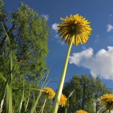 Фотография #747734, автор: Вера Солондаева Фотография #747734, предметная фотосъемка, автор: Вера Солондаева