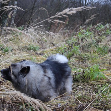 Фотография #747727, автор: Вера Солондаева Фотография #747727, фотосъемка животных, автор: Вера Солондаева