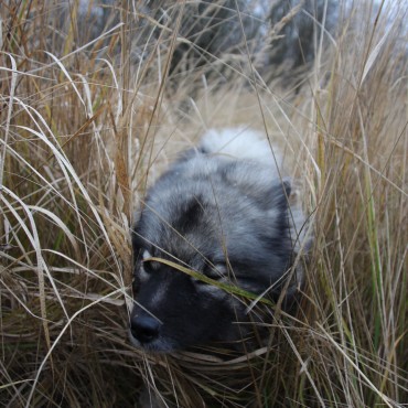 Альбом: Фотосъемка животных, 5 фотографий Альбом: Фотосъемка животных, 5 фотографий