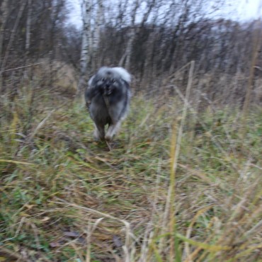 Фотография #747728, автор: Вера Солондаева Фотография #747728, фотосъемка животных, автор: Вера Солондаева