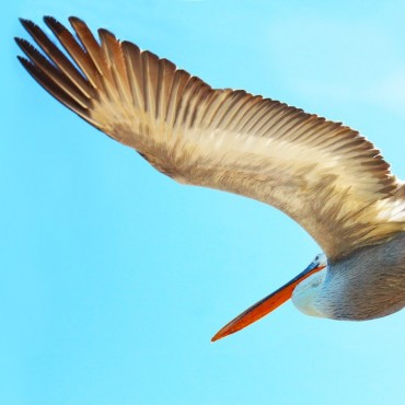 Фотография #776872, свадебная фотосъемка, автор: Насрула Насрулаев