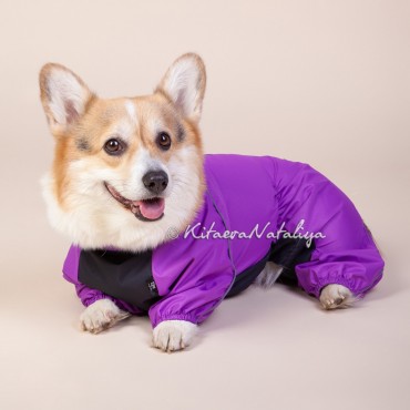 Фотография #812985, фотосъемка животных, автор: Наталия Китаева