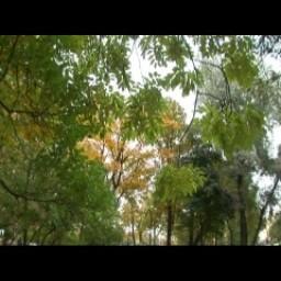 Видео #444770, автор: Александр Прохоров