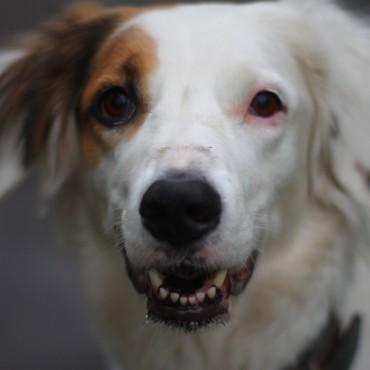 Фотография #462076, , автор: Александра Шеина