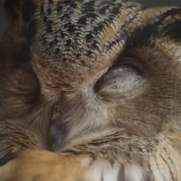 Фотография #462074, , автор: Александра Шеина