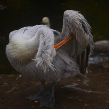 Фотография #462079, , автор: Александра Шеина