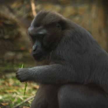 Фотография #462078, , автор: Александра Шеина