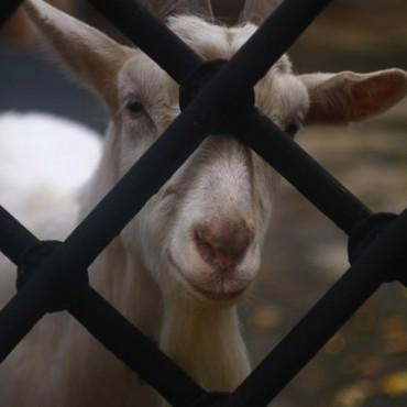 Фотография #462071, , автор: Александра Шеина