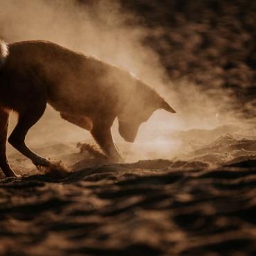 Фотография #462691, , автор: Кира Эванс