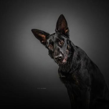 Фотография #462695, , автор: Кира Эванс