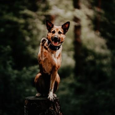 Фотография #462690, , автор: Кира Эванс