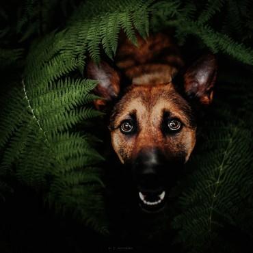 Фотография #462688, , автор: Кира Эванс