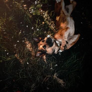 Фотография #462692, , автор: Кира Эванс