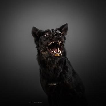 Фотография #462696, , автор: Кира Эванс