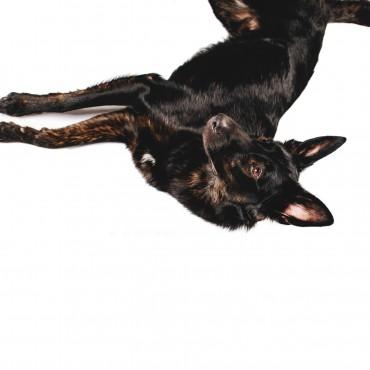 Фотография #462693, , автор: Кира Эванс