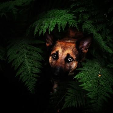 Фотография #462689, , автор: Кира Эванс