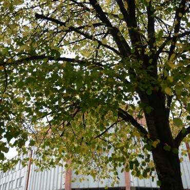 Фотография #411161, свадебная фотосъемка, автор: Екатерина Мартьянова