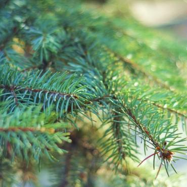 Фотография #75079, предметная фотосъемка, автор: Катя Литша