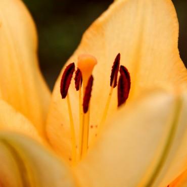 Фотография #283388, выездная фотосъемка, автор: Дарья Бахлукова