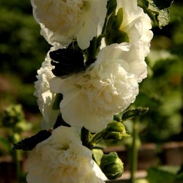 Фотография #283391, выездная фотосъемка, автор: Дарья Бахлукова