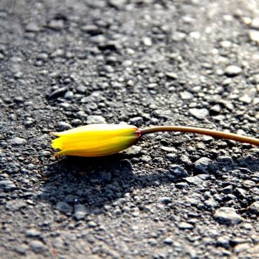 Фотография #282735, выездная фотосъемка, автор: Дарья Бахлукова