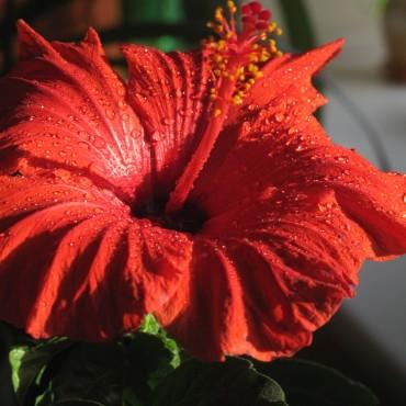 Фотография #282734, выездная фотосъемка, автор: Дарья Бахлукова