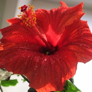 Фотография #282732, выездная фотосъемка, автор: Дарья Бахлукова