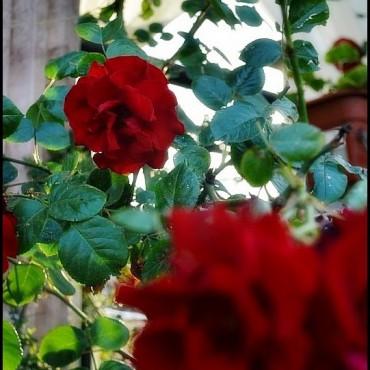 Фотография #297268, , автор: Павел Пироговский