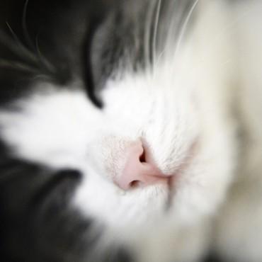 Фотография #297276, , автор: Павел Пироговский