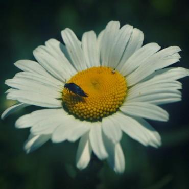 Фотография #580922, автор: Ангелина Толмачева Фотография #580922, автор: Ангелина Толмачева
