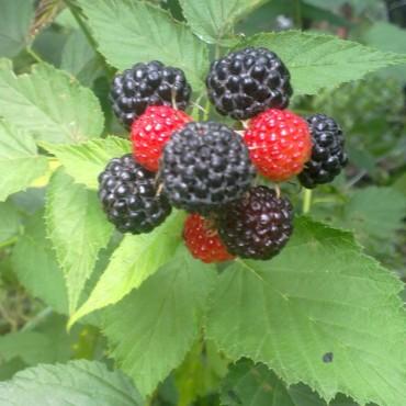 Фотография #587498, фотосъемка для портфолио, автор: Надежда Кузнецова