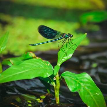 Фотография #607813, , автор: Яна Черных