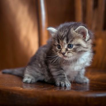 Фотография #608322, , автор: Елена Басистая