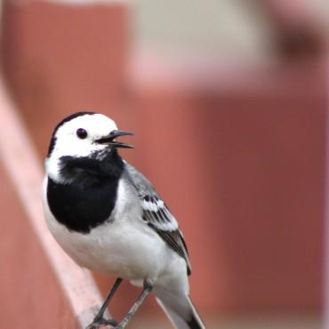 Фотография #395750, , автор: Елена Игонина