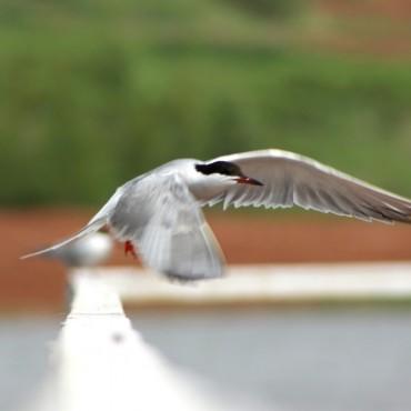 Фотография #395751, , автор: Елена Игонина