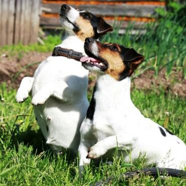 Фотография #395744, , автор: Елена Игонина