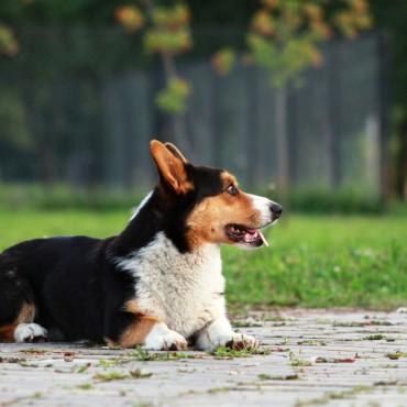 Альбом: Энимал-ФОТО, 12 фотографий