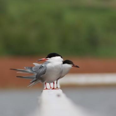 Фотография #395749, , автор: Елена Игонина