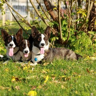 Фотография #395745, , автор: Елена Игонина