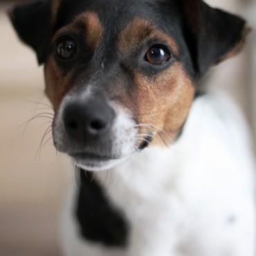 Фотография #395748, , автор: Елена Игонина