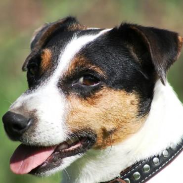 Фотография #395746, , автор: Елена Игонина