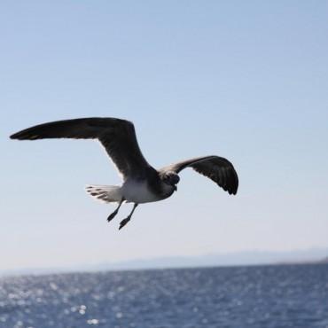 Фотография #395747, , автор: Елена Игонина