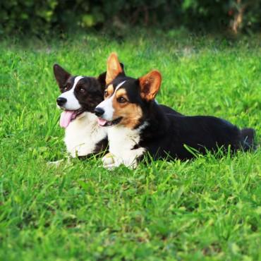 Фотография #395753, , автор: Елена Игонина