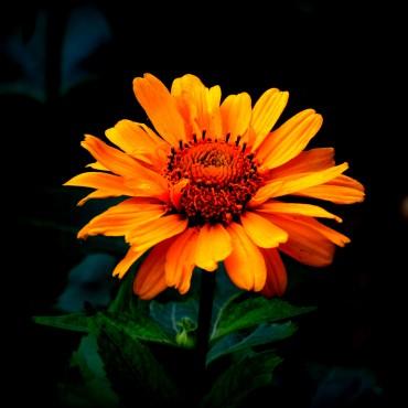 Фотография #21886, предметная фотосъемка, автор: Наталья Юрманова