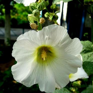 Фотография #21889, предметная фотосъемка, автор: Наталья Юрманова