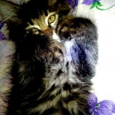 Фотография #21897, предметная фотосъемка, автор: Наталья Юрманова