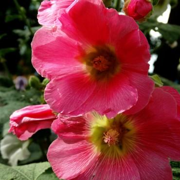 Фотография #21891, предметная фотосъемка, автор: Наталья Юрманова