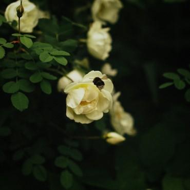 4f94ae7ec8f94e028482d9b4b65a3403.jpg